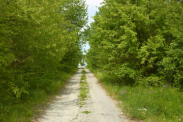 Image showing Rural road between trees