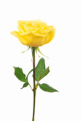 Image showing yellow rose