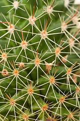 Image showing Quills and prickly cactus spines 