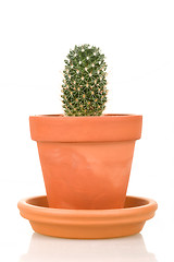 Image showing Cactus plant in flower pot isolated on white