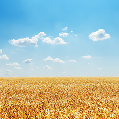 Image showing field with golden harvest and cloudy sky