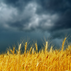 Image showing golden harvest under dark low clouds. rain before