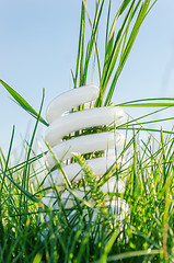 Image showing white eco bulb in green grass