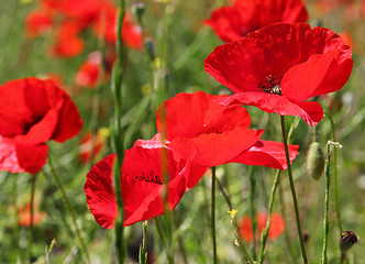 Image showing Poppies on a green field 