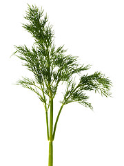 Image showing Green dill weed