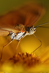 Image showing Orange butterfly