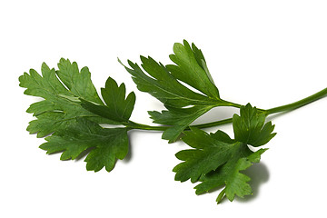 Image showing Green parsley leaf