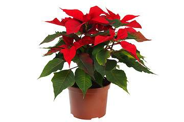 Image showing Christmas Star Flower, Poinsettia