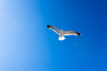 Image showing White seagull soaring in the blue sky