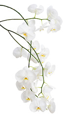 Image showing Long branches of beautiful white orchid flowers