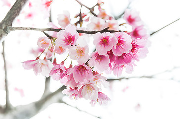 Image showing Sakura ( Cherry Blossom)