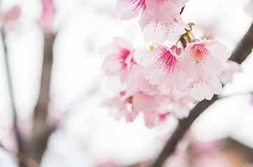 Image showing Sakura ( Cherry Blossom)