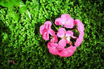 Image showing Pink Begonia Flower