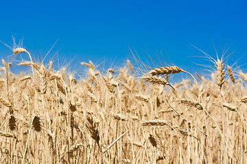 Image showing Wheat field