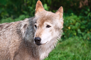 Image showing Wolf