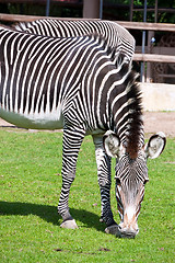 Image showing Zebra