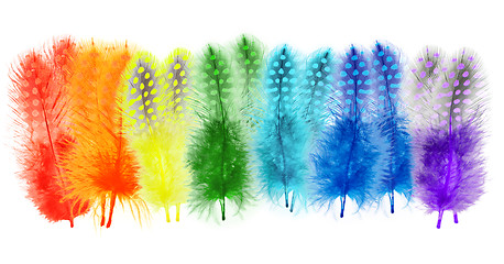 Image showing Guinea fowl feathers are painted in bright colors of the rainbow