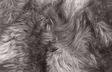 Image showing Macro Wool gray wolf 