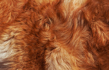 Image showing Macro Wool bright-red dog 