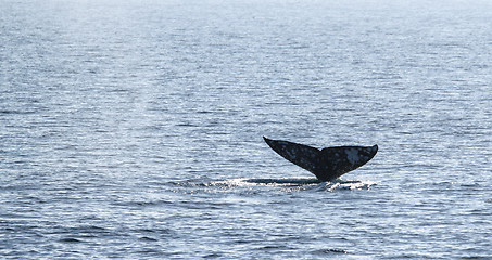 Image showing Gray Whale Tail