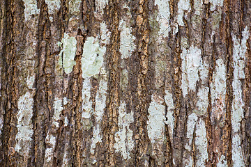 Image showing Bark tree texture