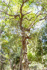 Image showing green tree in park on a sunny day