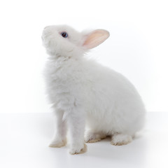 Image showing White rabbit isolated on white background