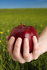 Image showing apple