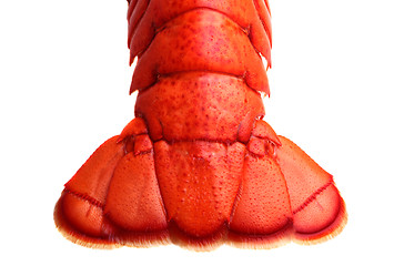 Image showing Lobster tail 