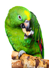 Image showing Amazon Parrot 