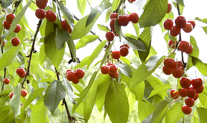 Image showing cherry