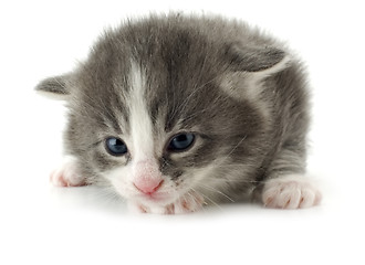 Image showing kitten