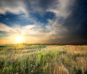 Image showing Wild flowers on a meadow