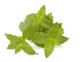 Image showing mint