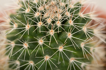 Image showing Quills and prickly cactus spines 