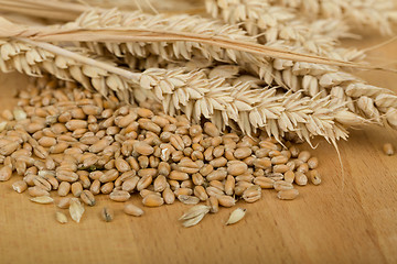 Image showing pile of organic whole grain wheat kernels and ears