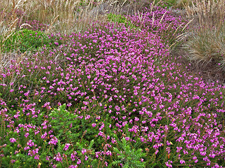 Image showing vegetation detail around Perros-Guirec