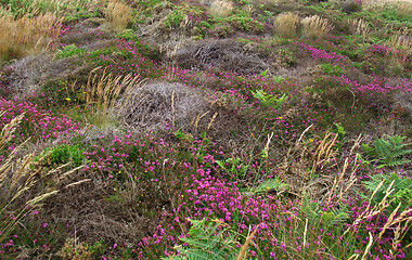 Image showing vegetation detail around Perros-Guirec