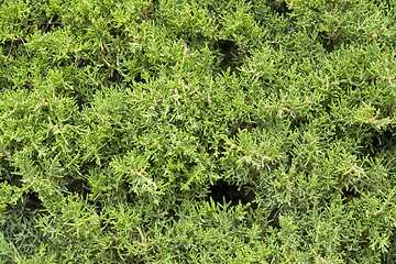 Image showing green vegetation detail