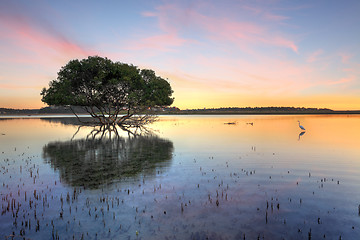 Image showing Mangrove Tree and White Egret