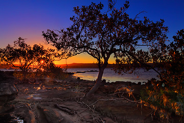 Image showing Sunset Mangrove  low tide and intertidal shallows