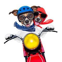 Image showing motorbike couple of dogs