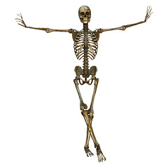 Image showing Male Skeleton