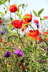 Image showing Poppies and other wild flowers on a green field in spring