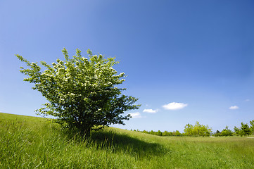 Image showing Green bush