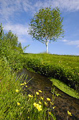 Image showing Yellow flowers and Creek