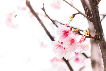 Image showing Sakura ( Cherry Blossom)