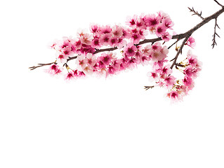 Image showing Sakura ( Cherry Blossom)