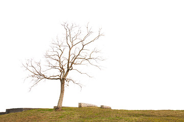 Image showing Dead Tree