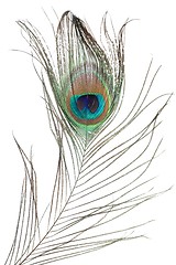 Image showing Peacock feather